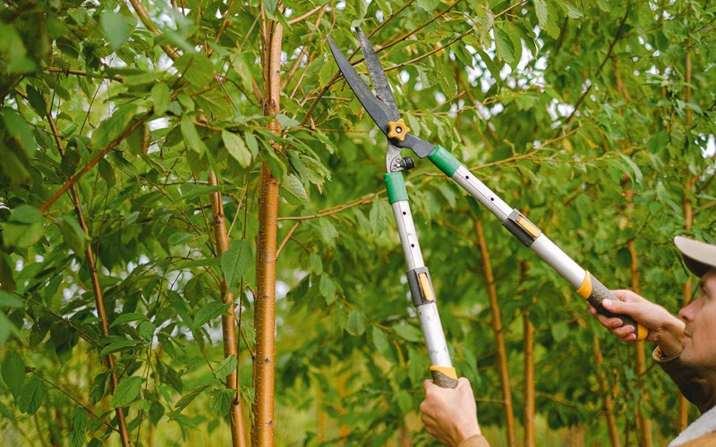 Tree trimming in Tolleson, AZ